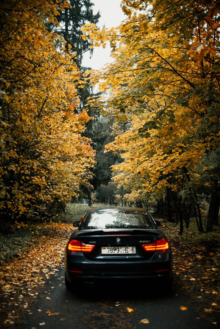 Luxury car on a scenic drive beneath vibrant autumn foliage on a forested road.